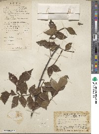 Harrisonia perforata image