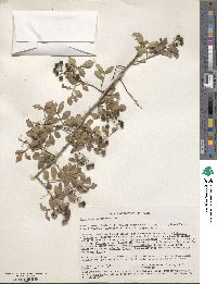 Image of Harrisonia abyssinica