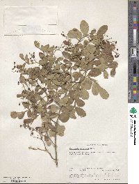 Harrisonia abyssinica image