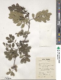 Harrisonia abyssinica image