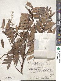 Eurycoma longifolia image