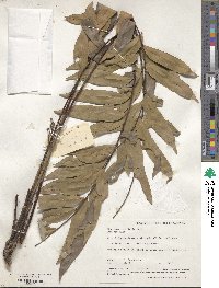 Eurycoma longifolia image