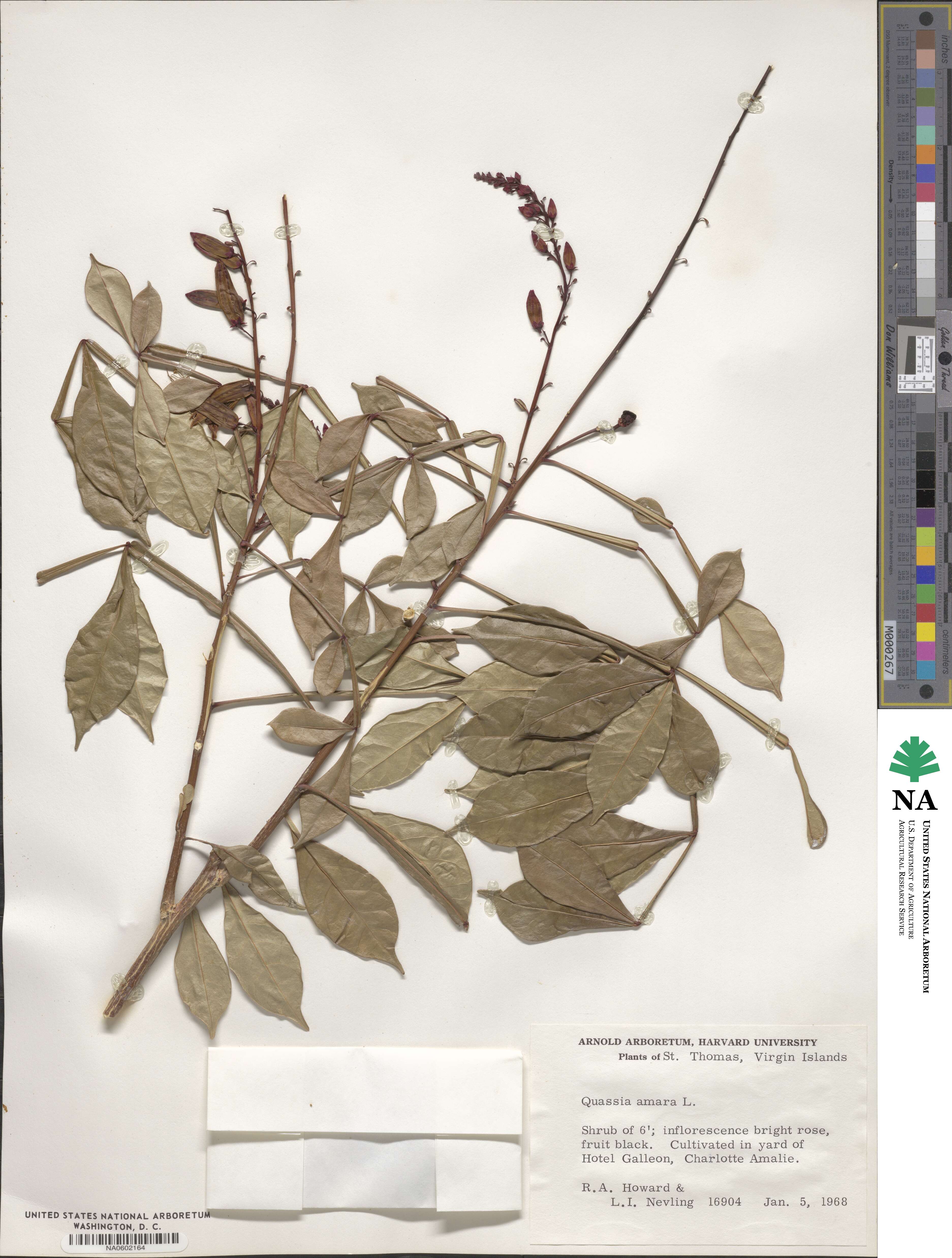Quassia image