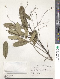 Image of Simarouba glauca