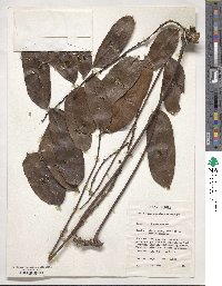 Image of Pierreodendron kerstingii