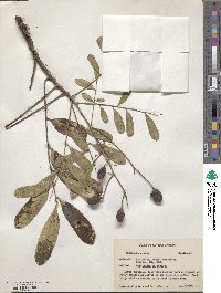 Simarouba glauca image