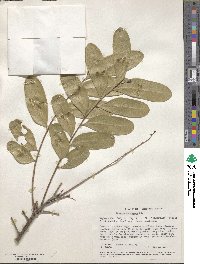 Simarouba glauca image