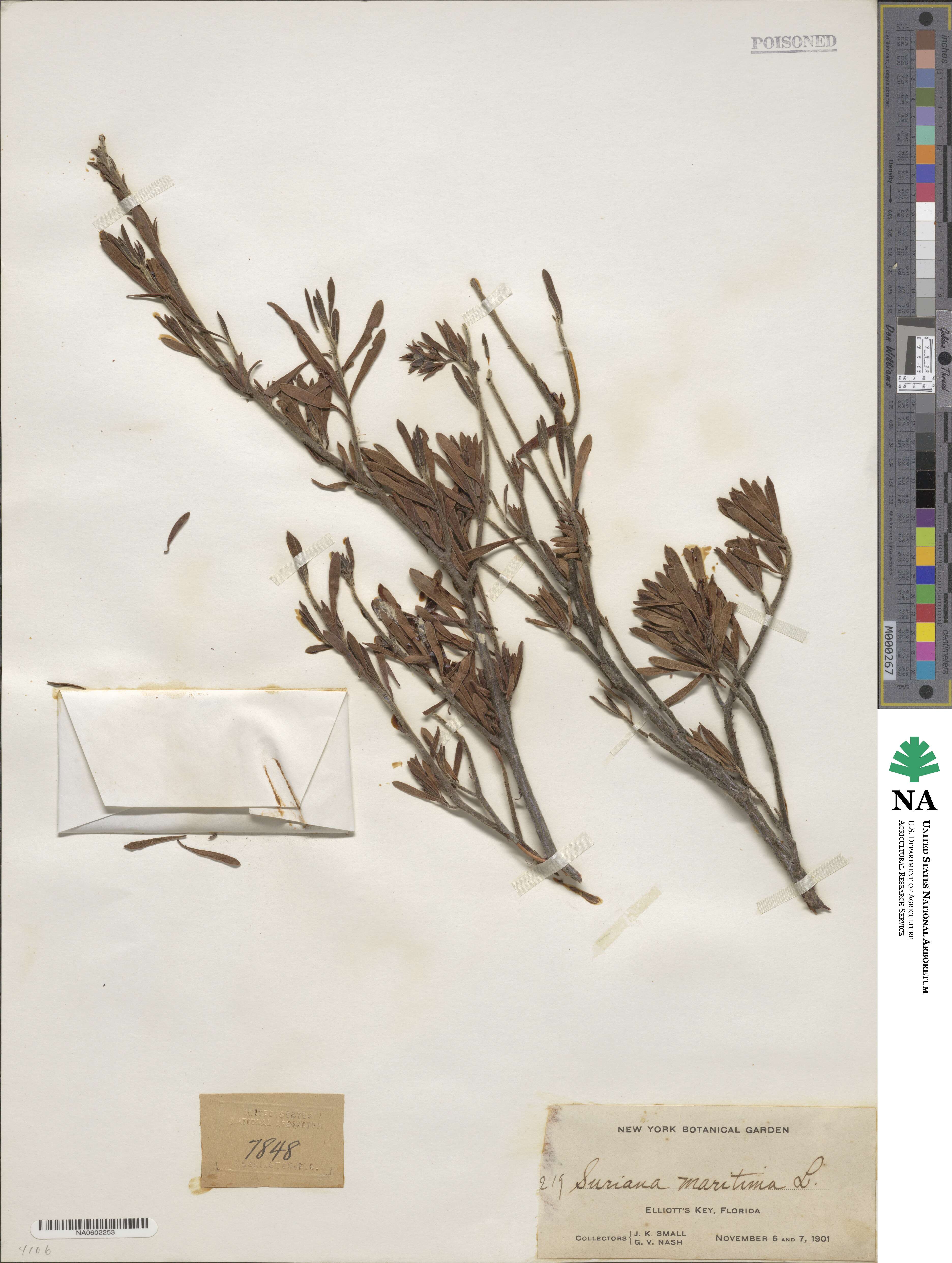 Suriana maritima image