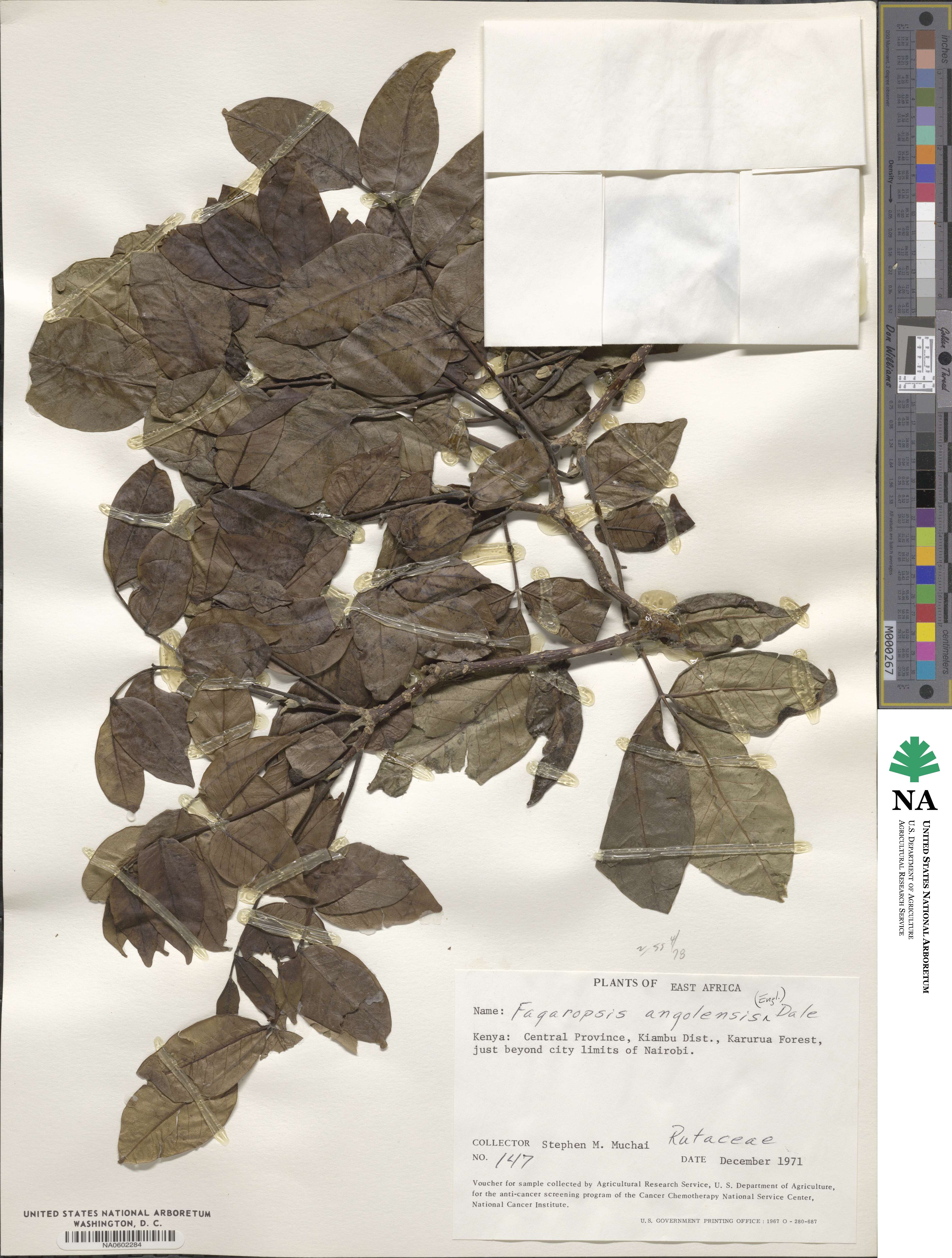 Fagaropsis hildebrandtii image