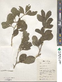 Afraegle paniculata image