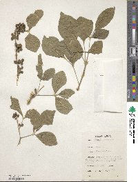 Afraegle paniculata image