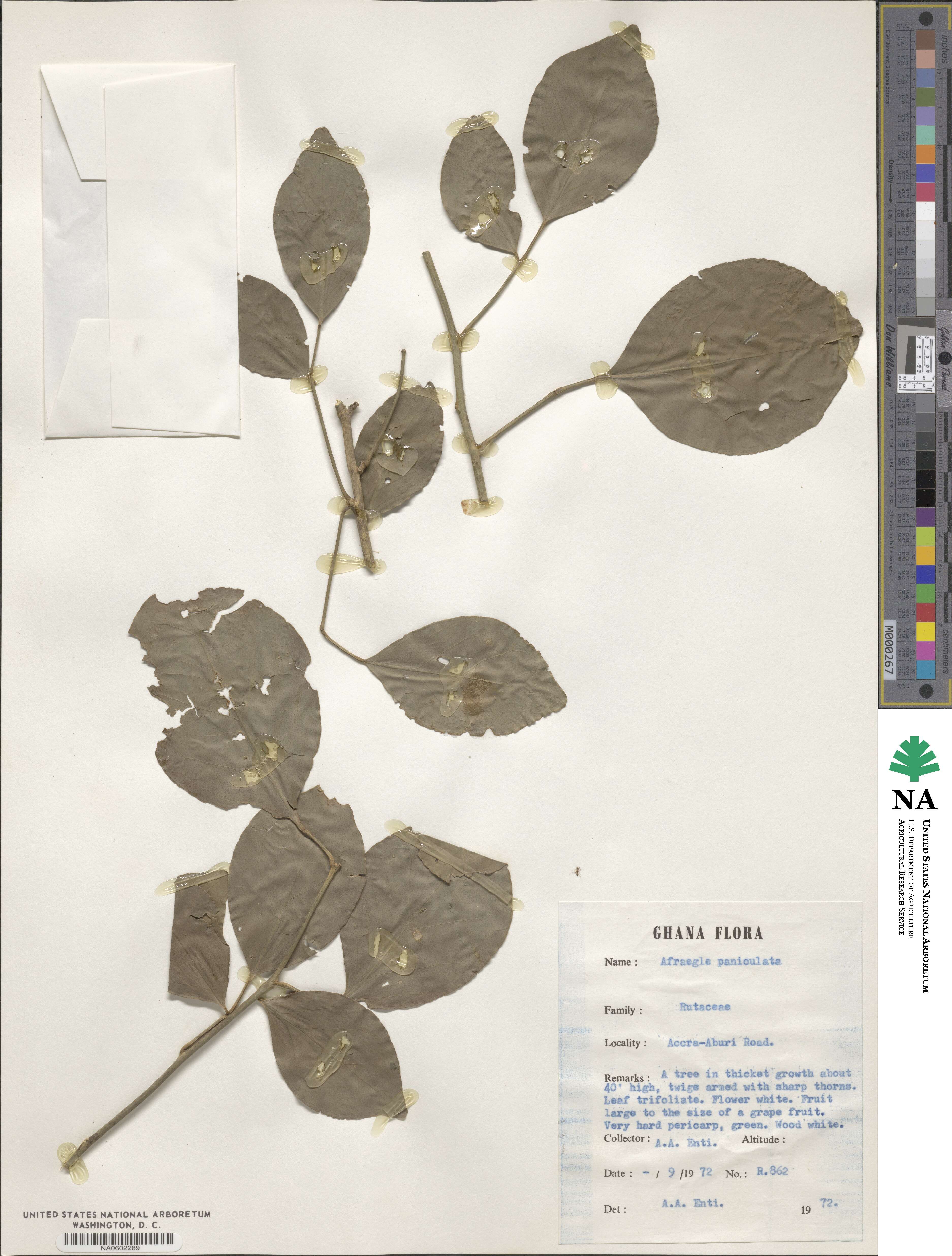 Afraegle paniculata image