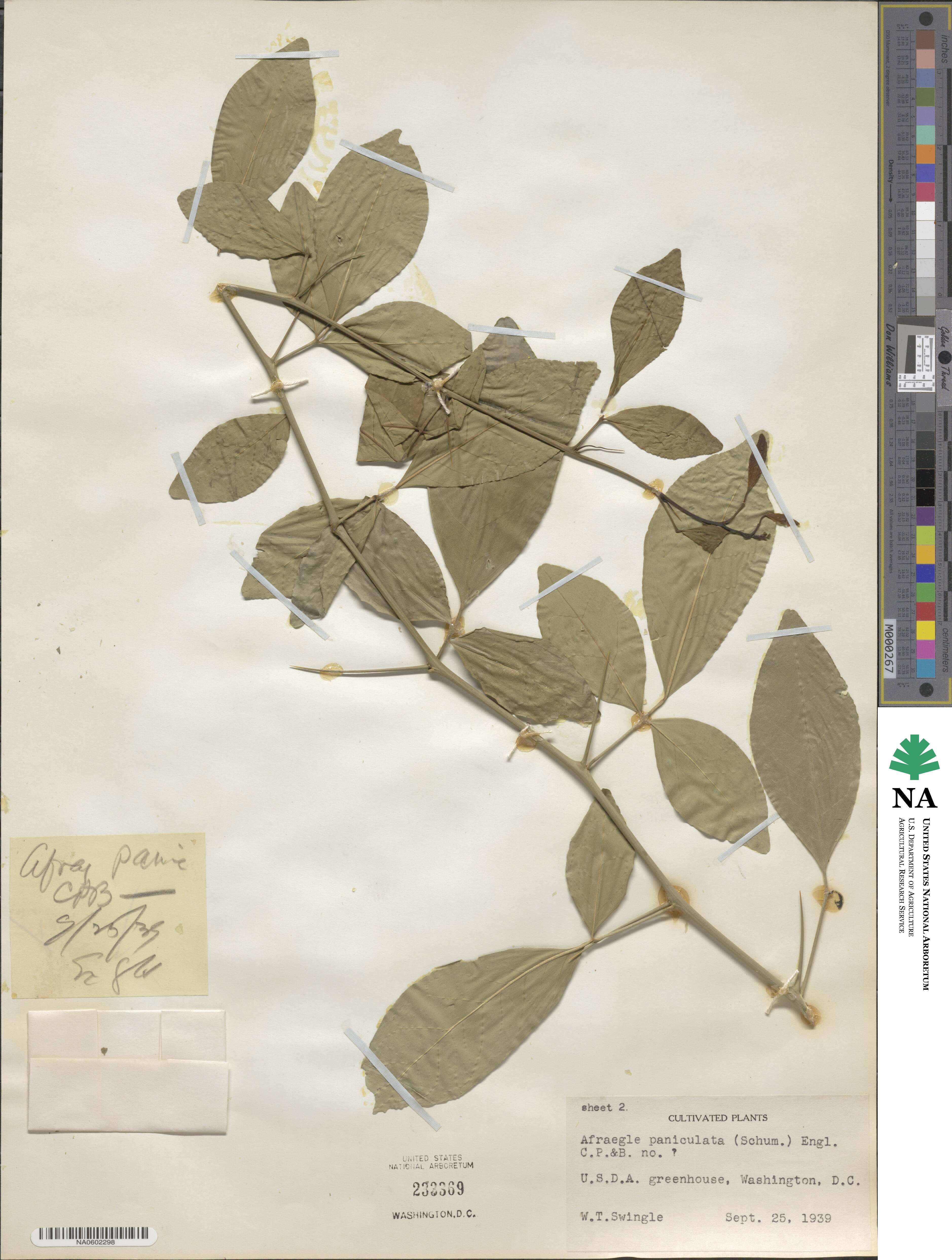 Afraegle paniculata image