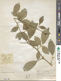 Afraegle paniculata image