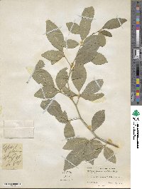 Afraegle paniculata image