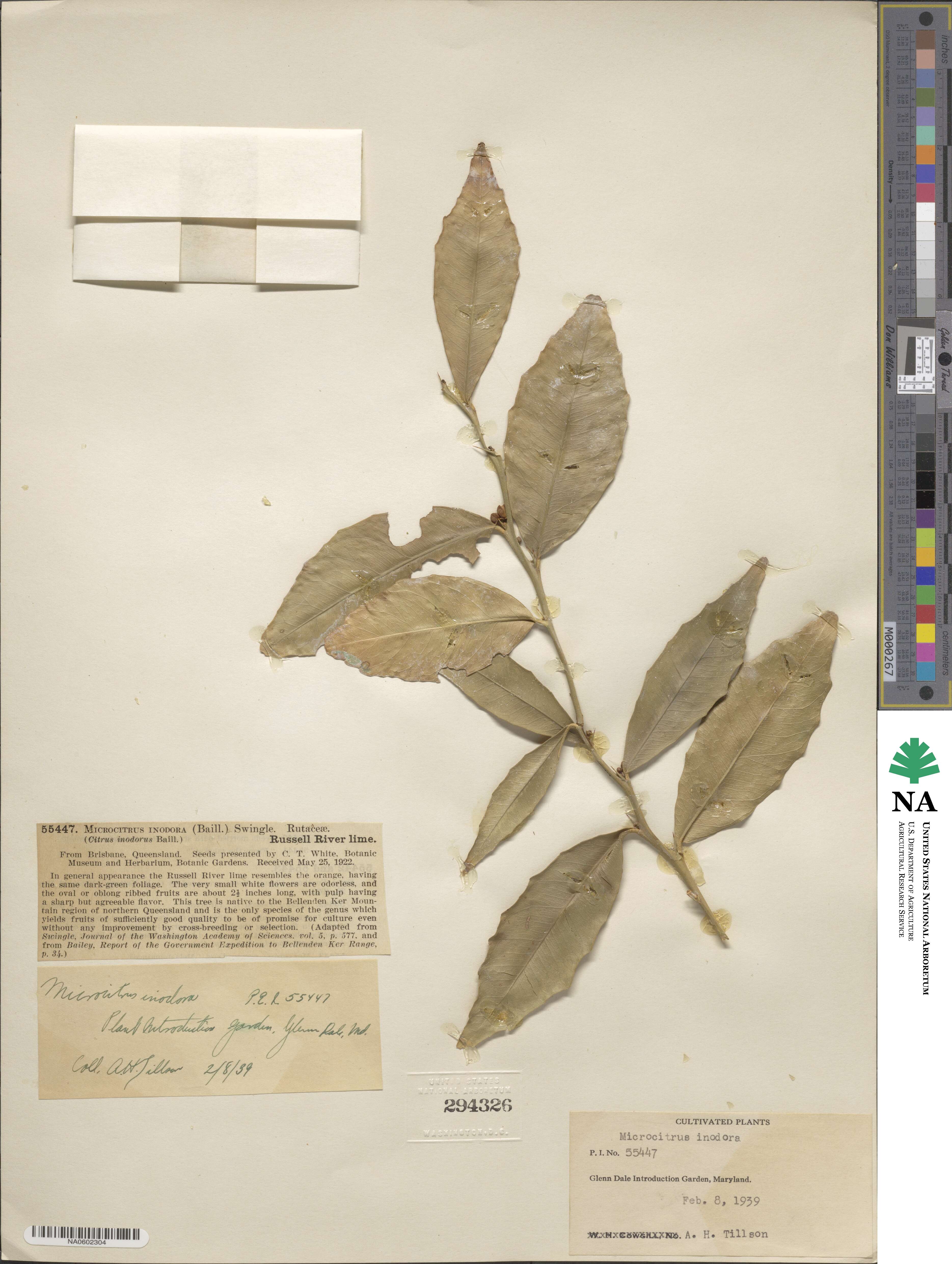 Microcitrus inodora image