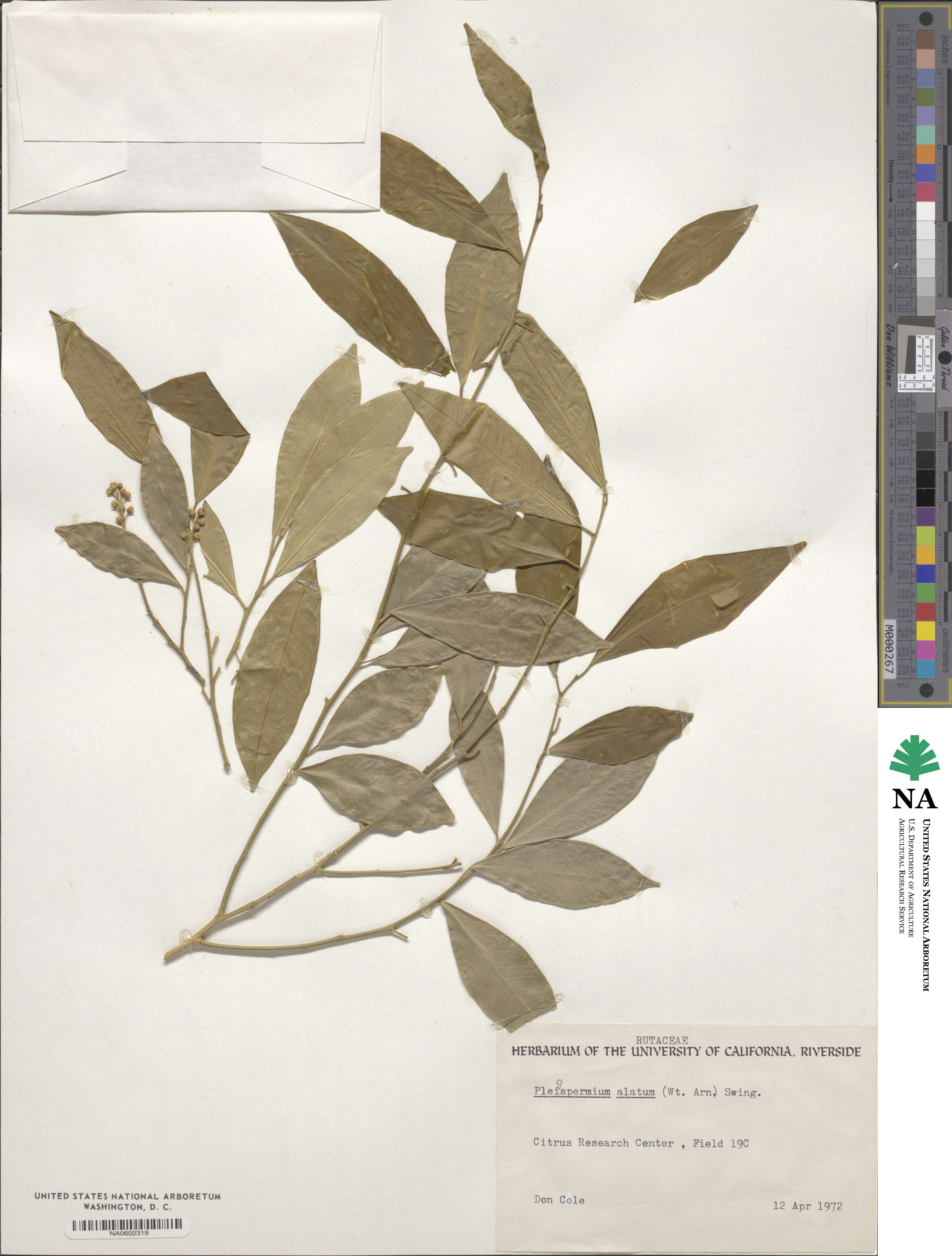 Pleiospermium alatum image