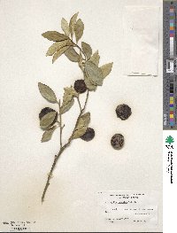 Citrus japonica image