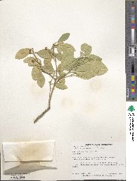 Citrus japonica image