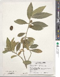 Citrus japonica image