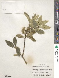 Citrus japonica image