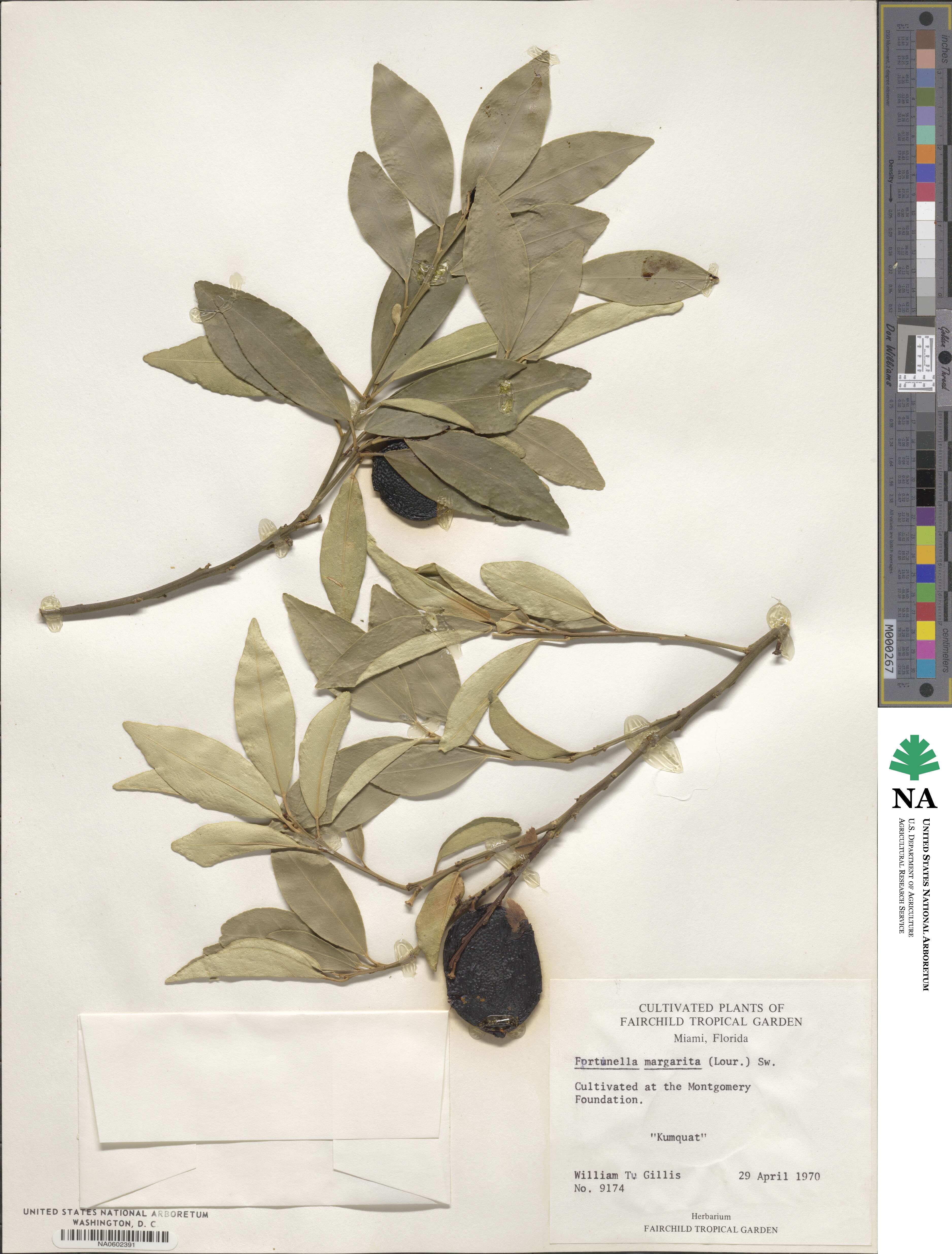 Citrus japonica image