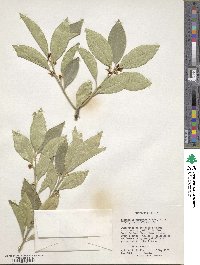 Citrus japonica image