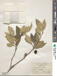 Citrus japonica image