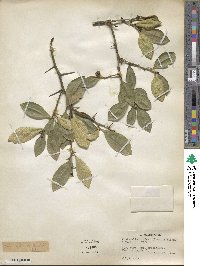 Citrus japonica image