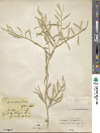 Eremocitrus glauca image