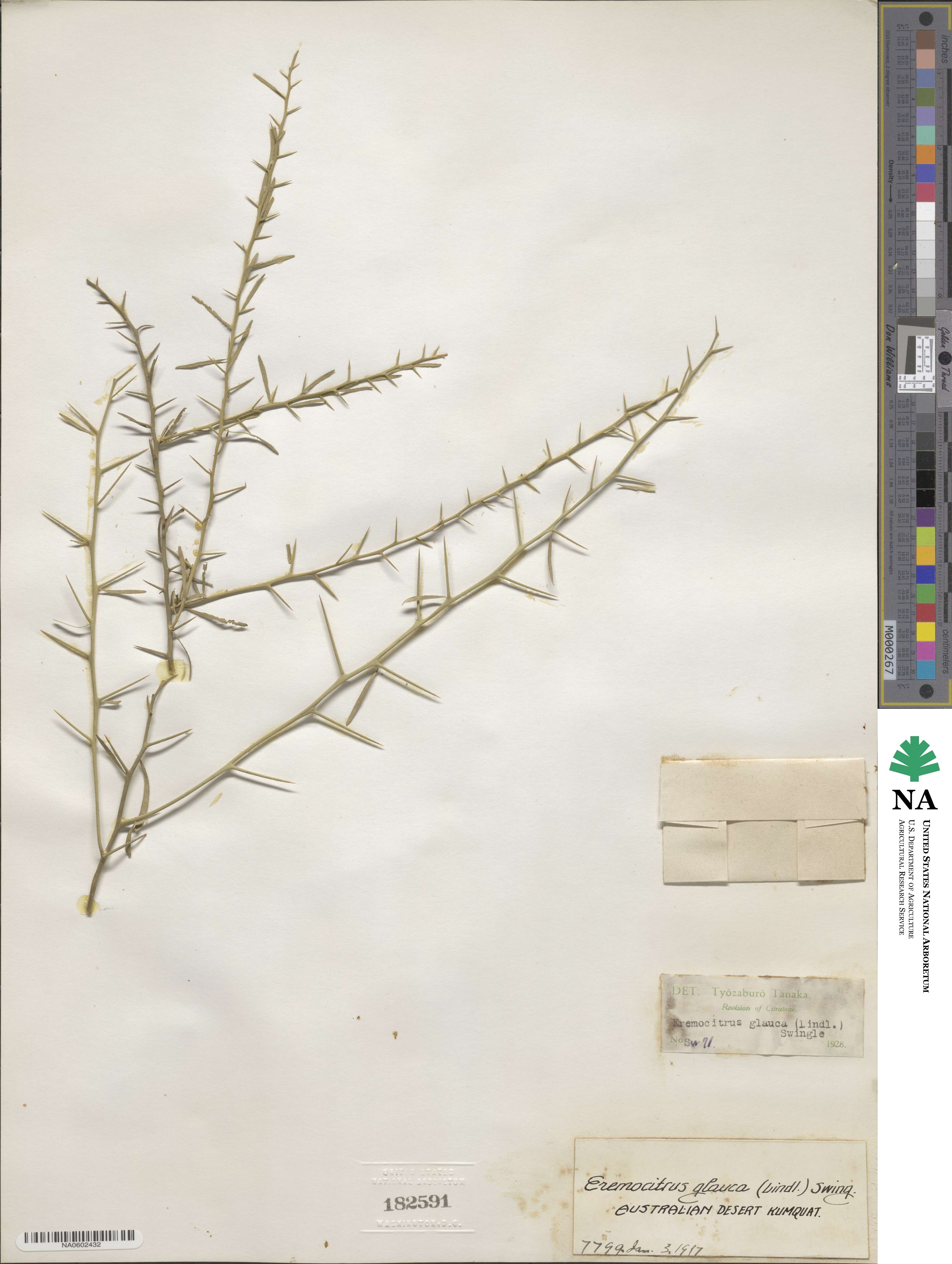 Eremocitrus glauca image