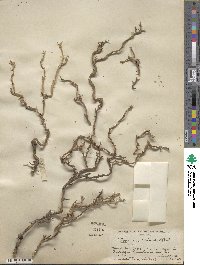 Citrus trifoliata image