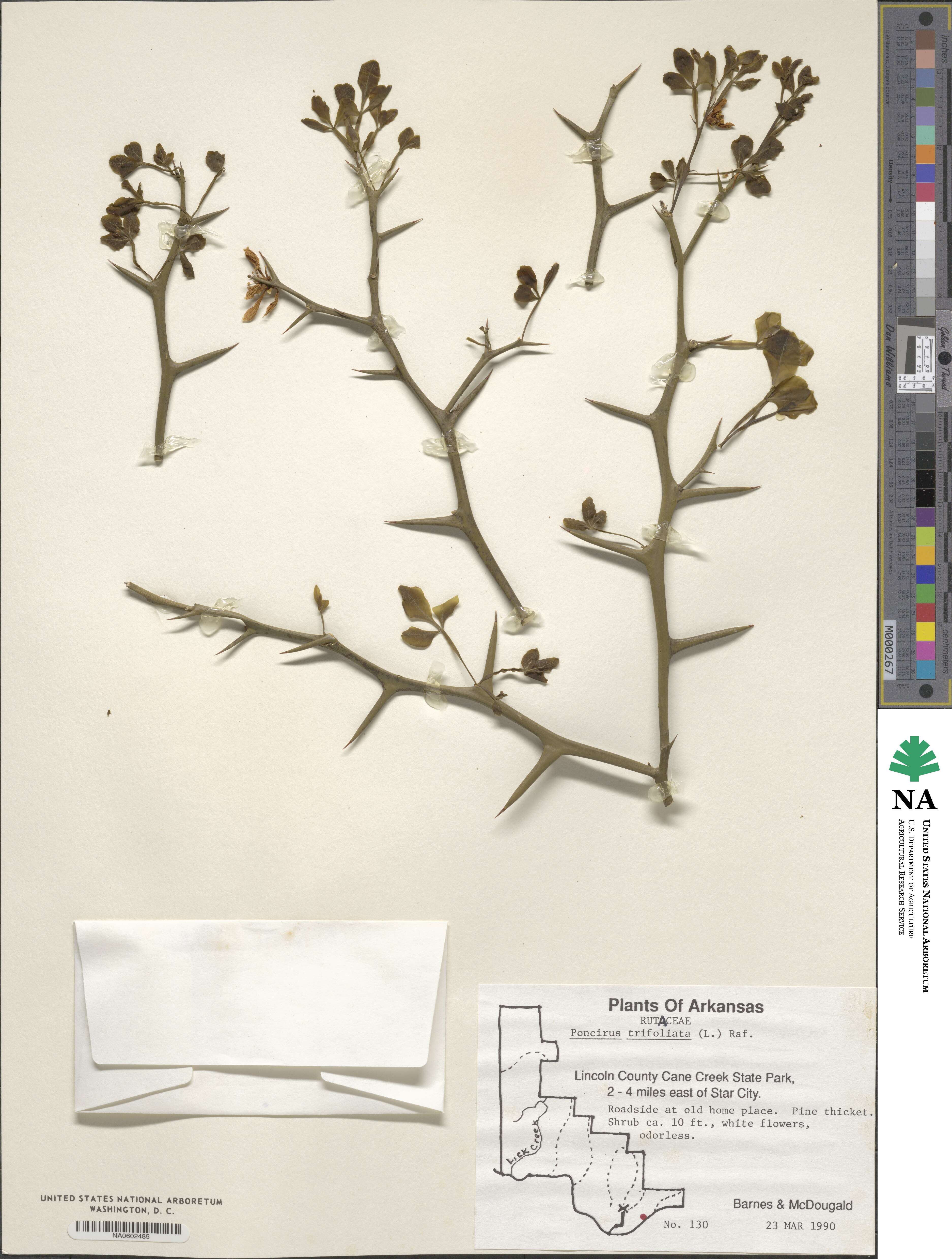 Citrus trifoliata image