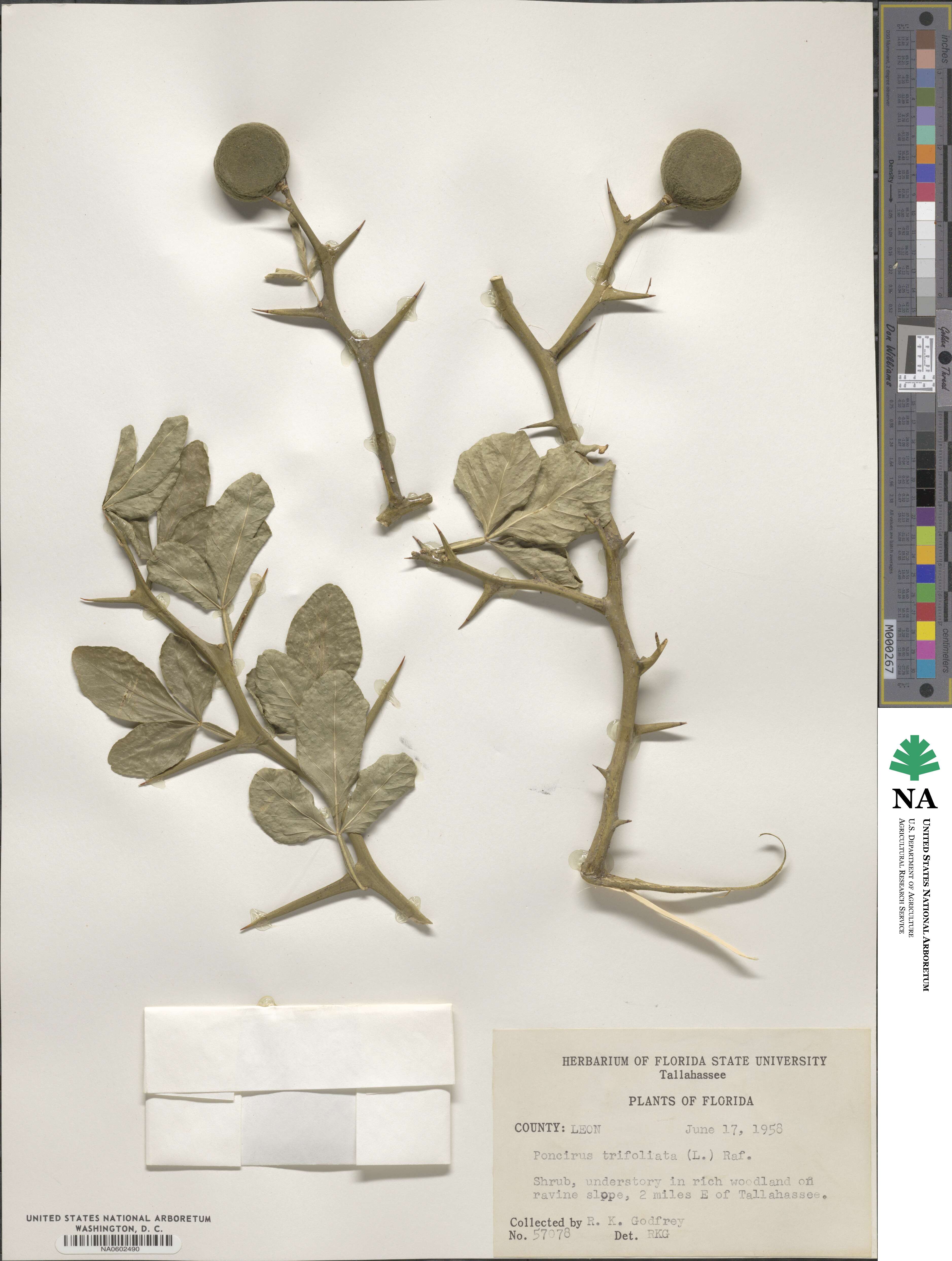 Citrus trifoliata image