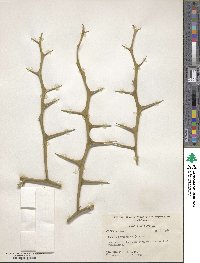 Citrus trifoliata image