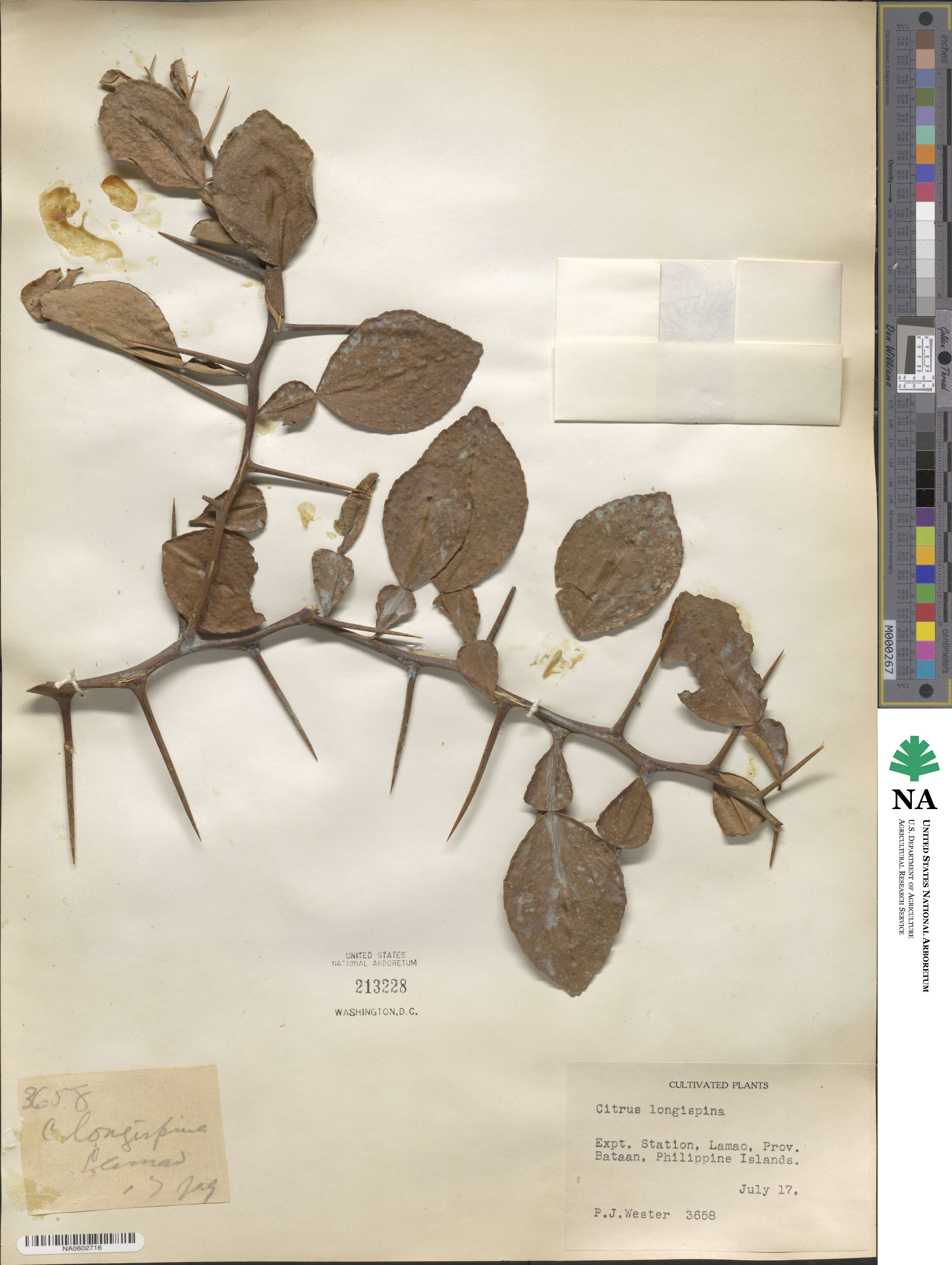 Citrus longispina image