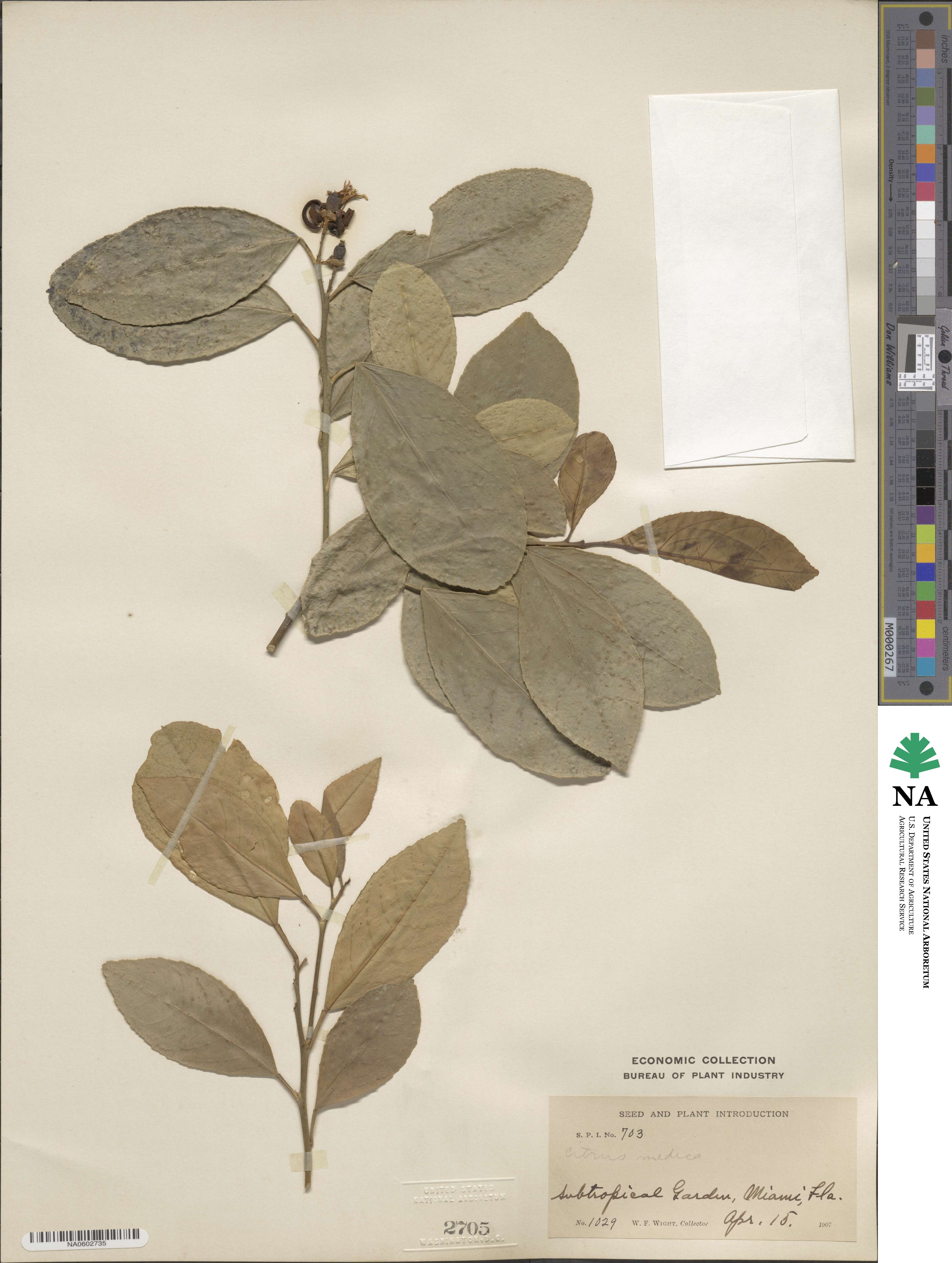 Citrus medica image