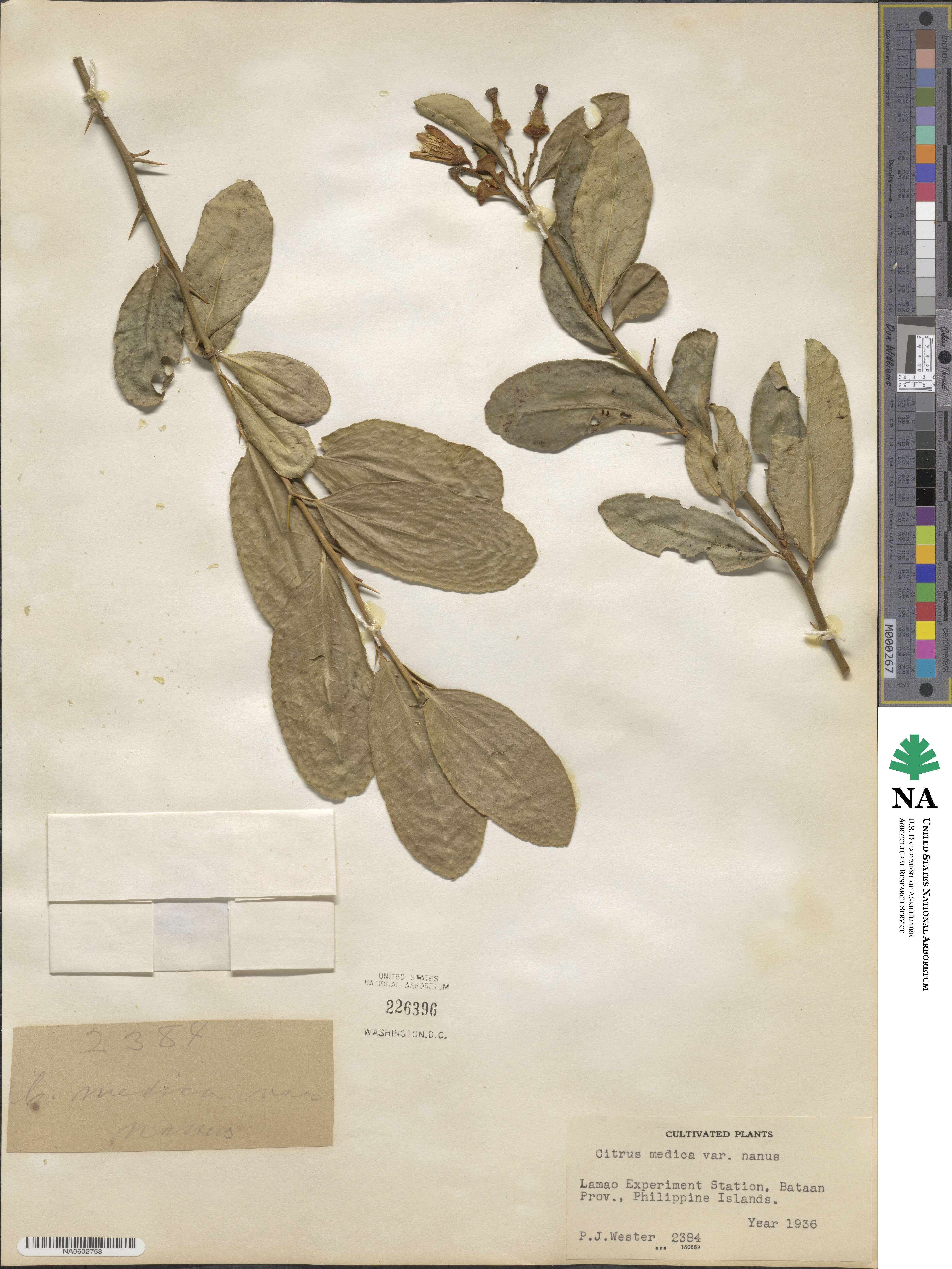 Citrus medica image