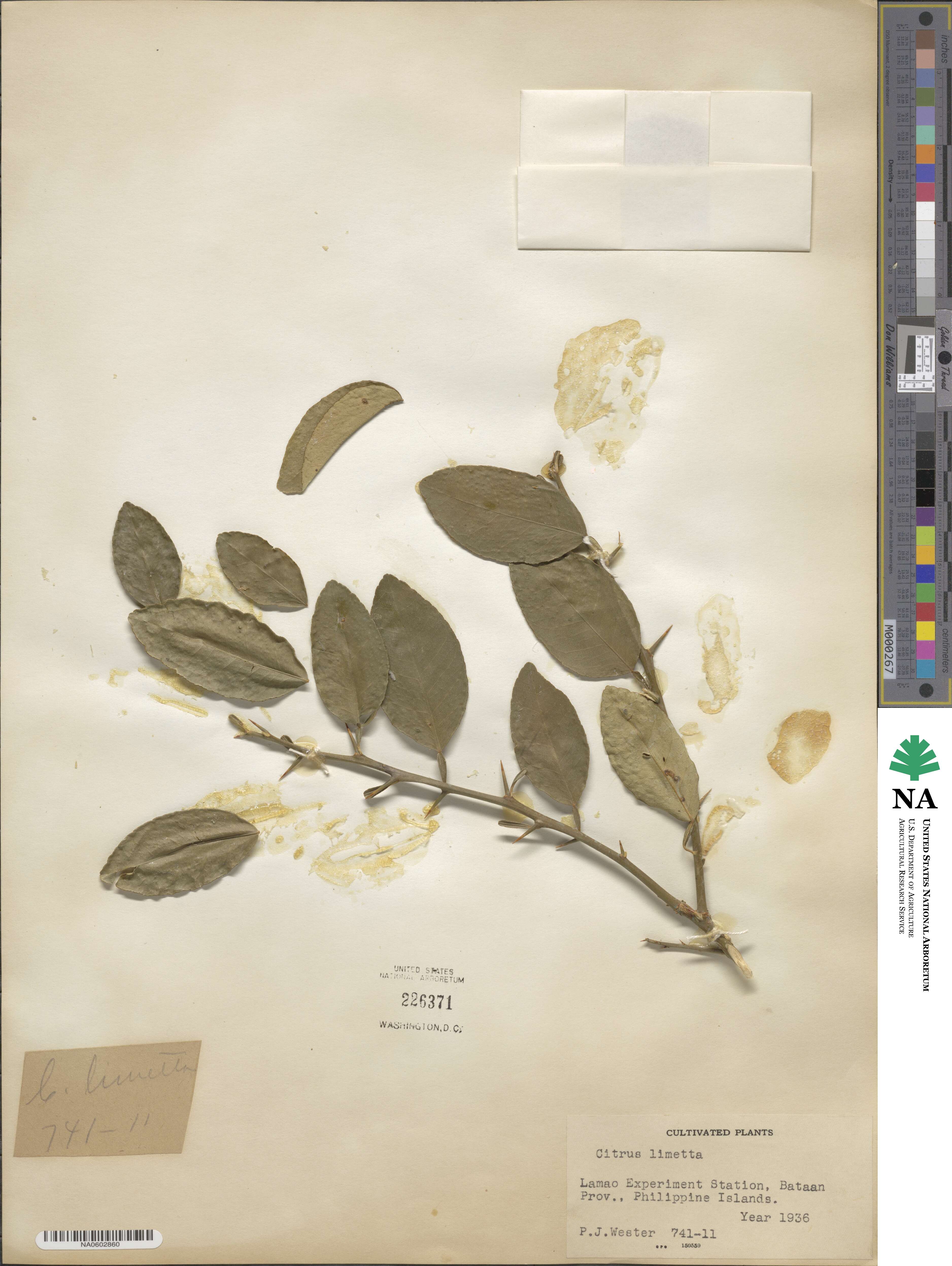 Citrus medica image