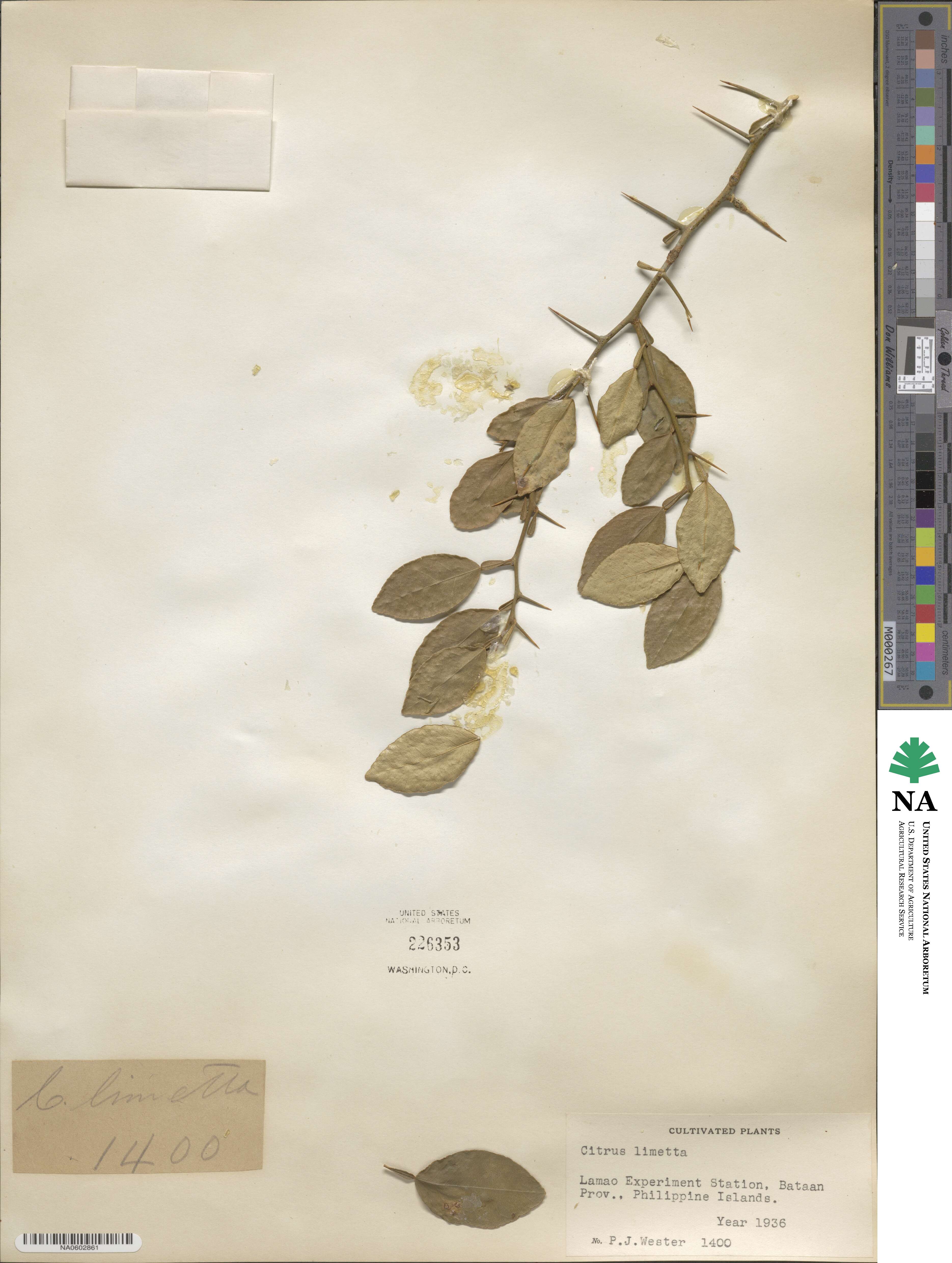 Citrus medica image