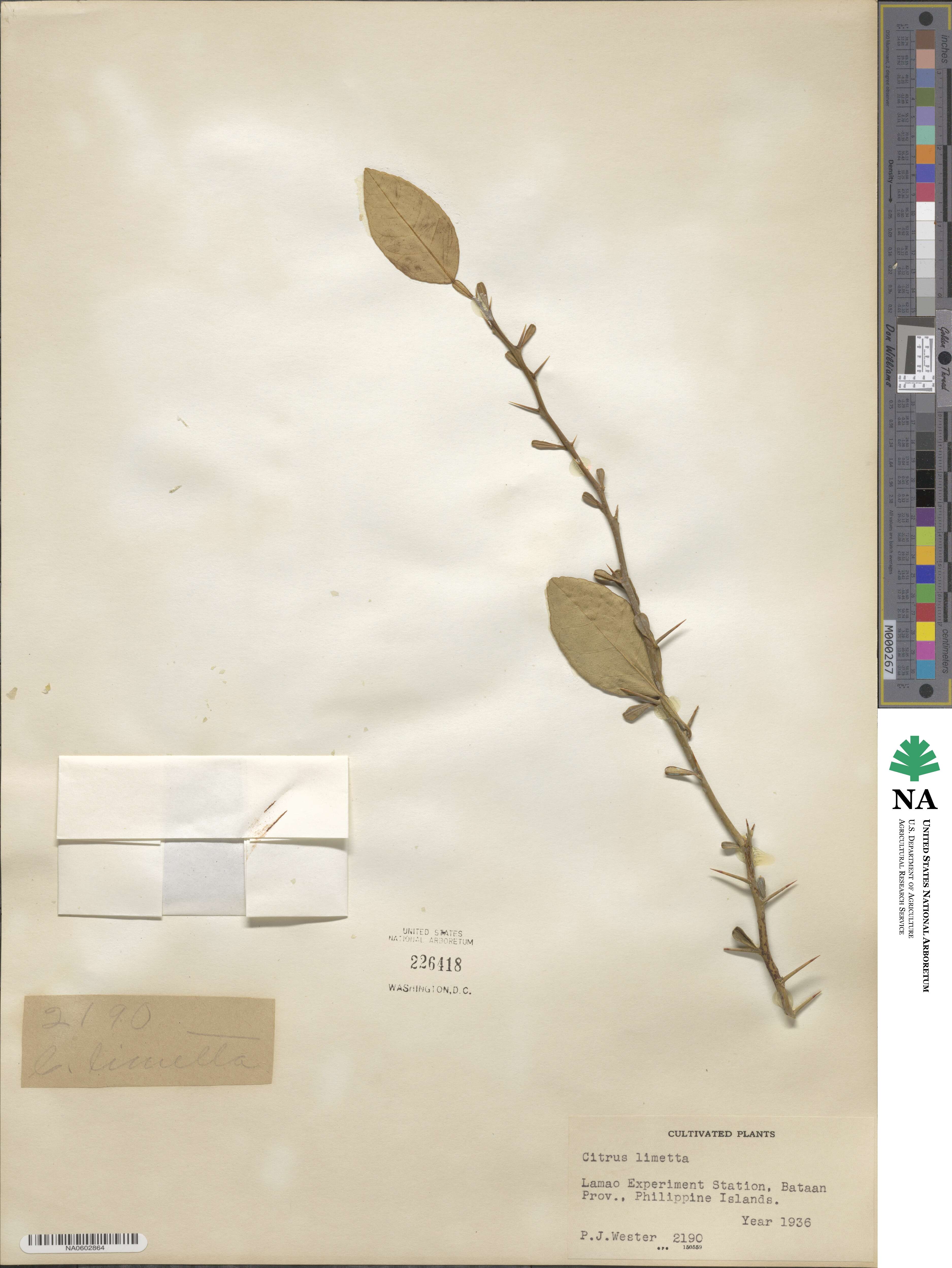 Citrus medica image