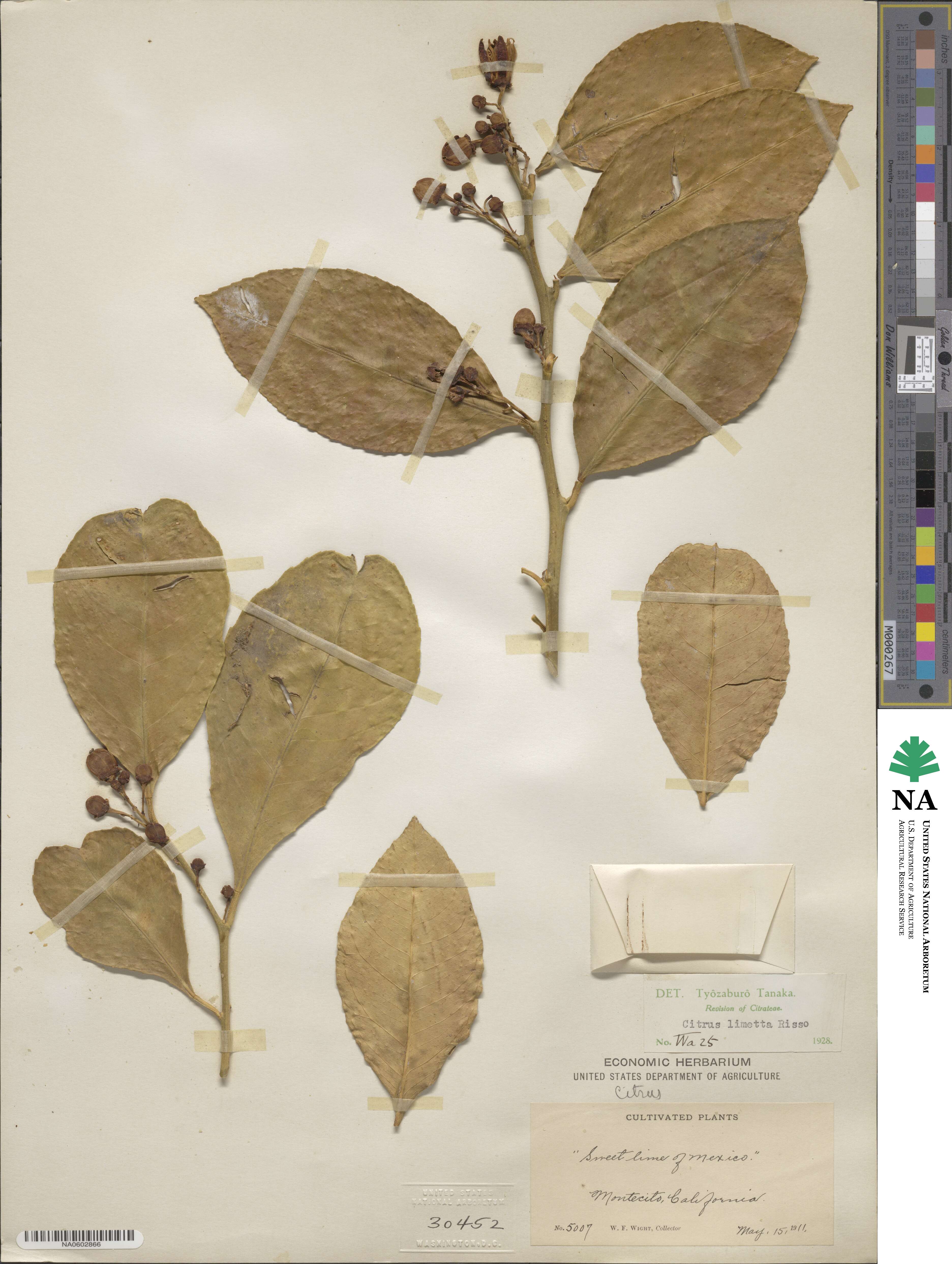Citrus medica image