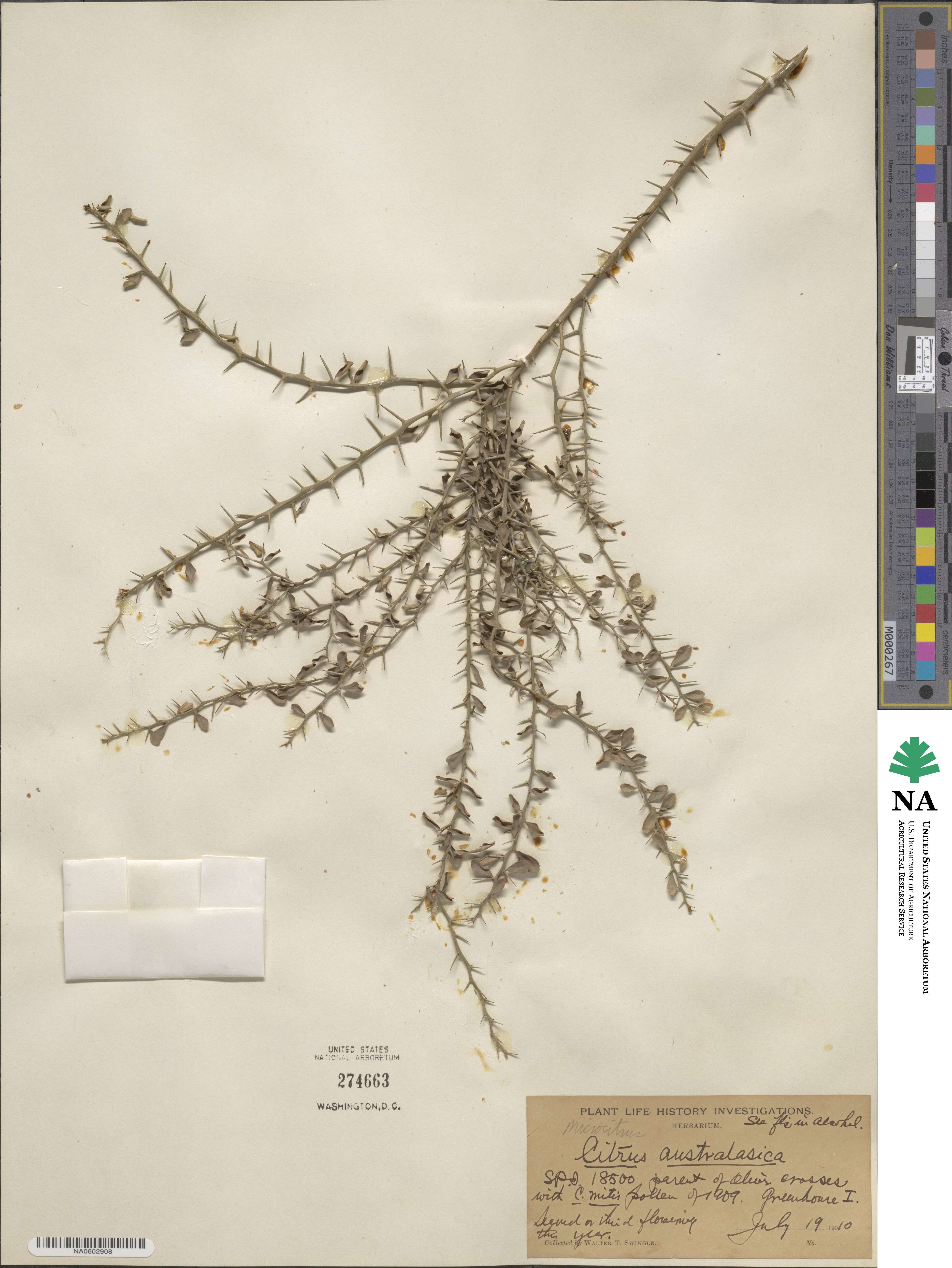 Microcitrus australasica image