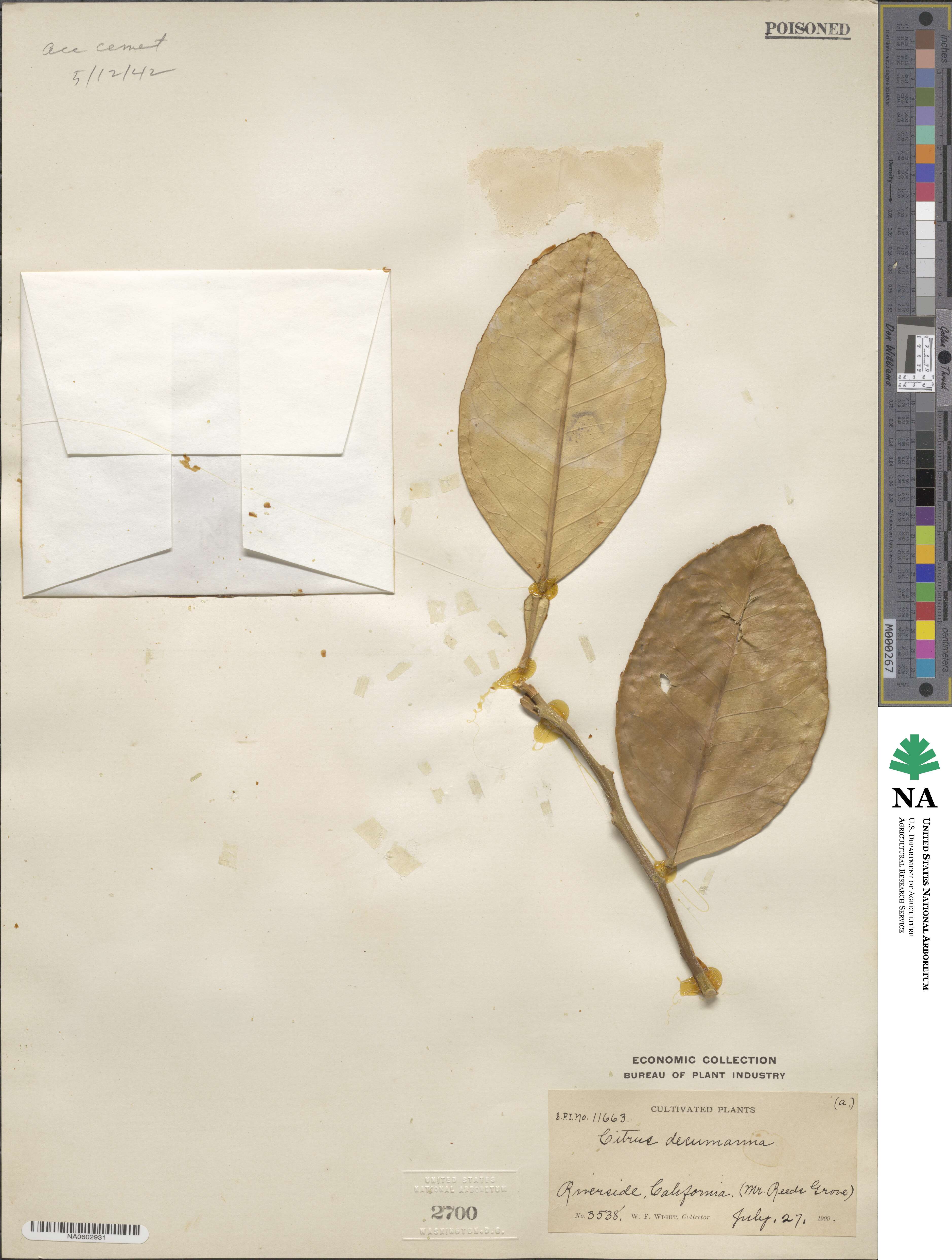 Citrus grandis image