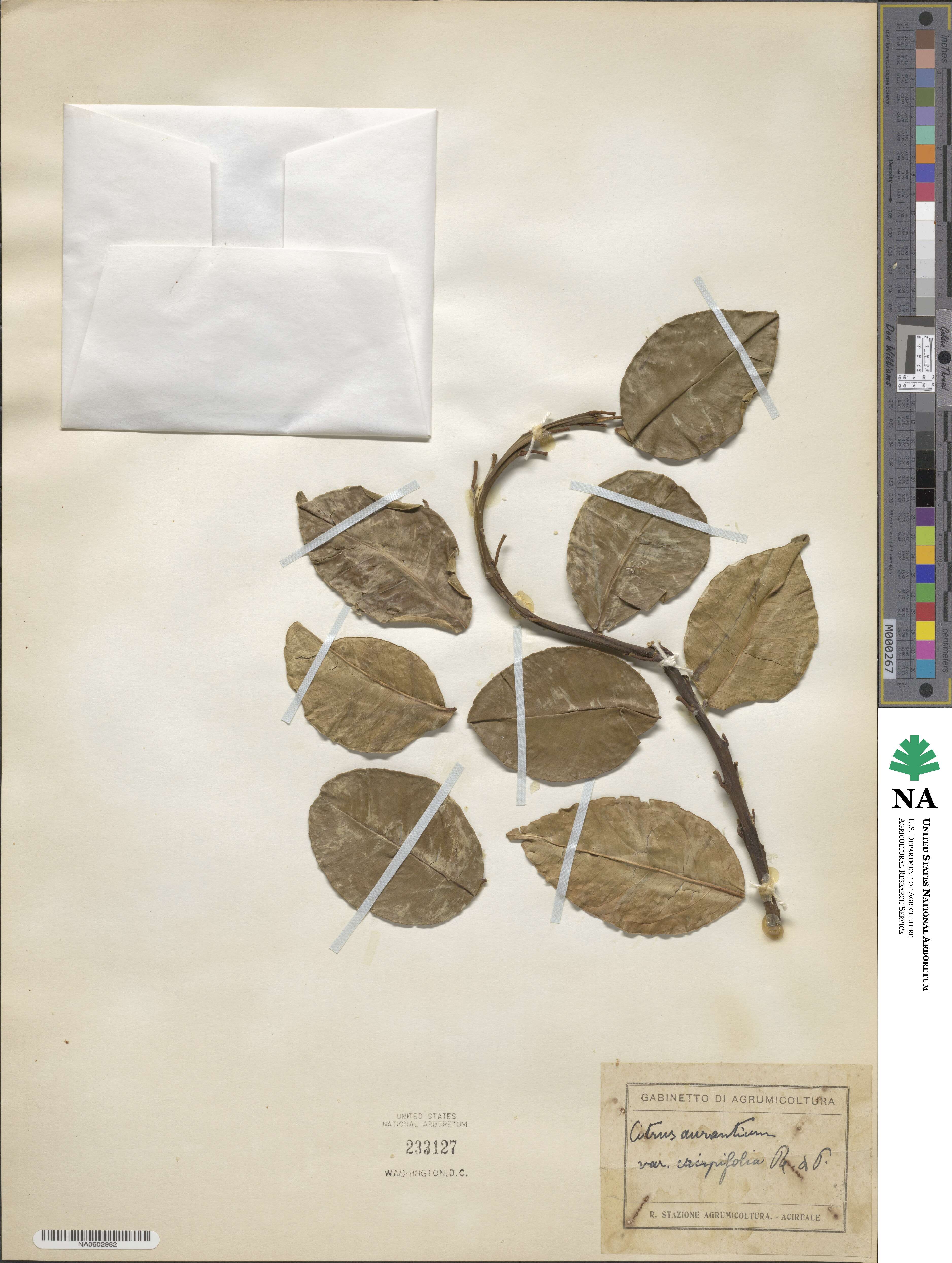 Citrus aurantium image