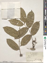 Zanthoxylum nitidum image