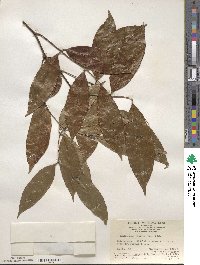 Zanthoxylum nitidum image