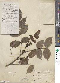 Zanthoxylum nitidum image