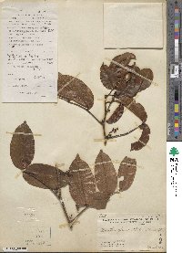 Zanthoxylum nitidum image