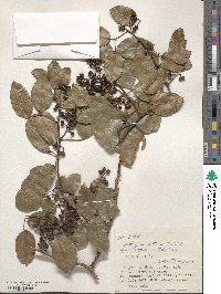 Zanthoxylum nitidum image